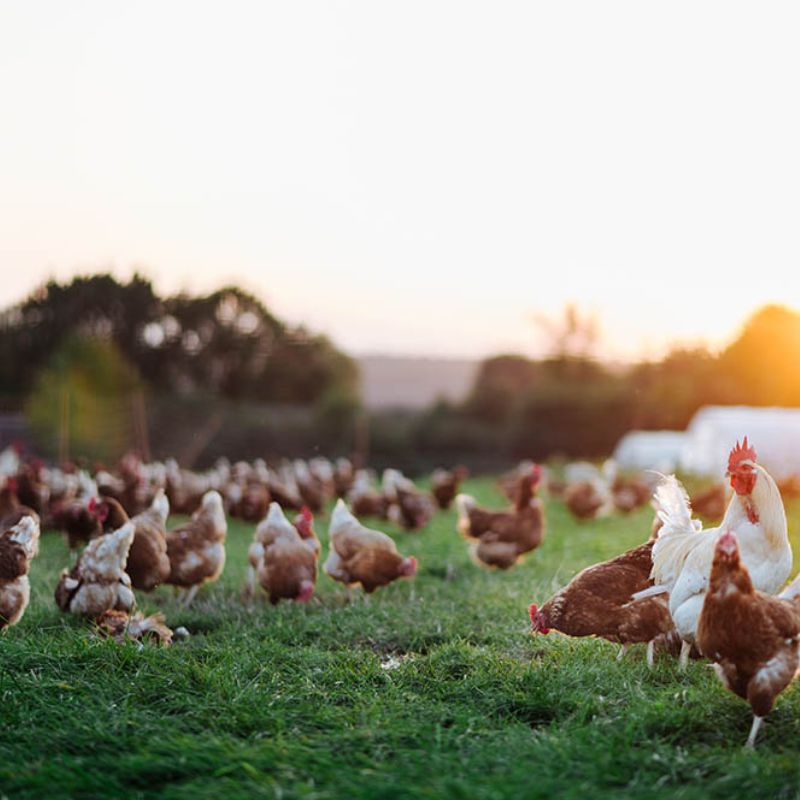 Chickens outside in a field on a chicken farm, representing how Western High can provide advice on starting a chicken farm with a turnkey solution Chickens outside in a field on a chicken farm, representing how Western High can provide advice on starting a chicken farm with a turnkey solution