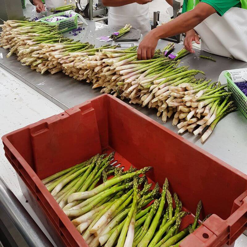 Asparagus farming assistance to Australia and New Zealand Asparagus farming assistance to Australia and New Zealand